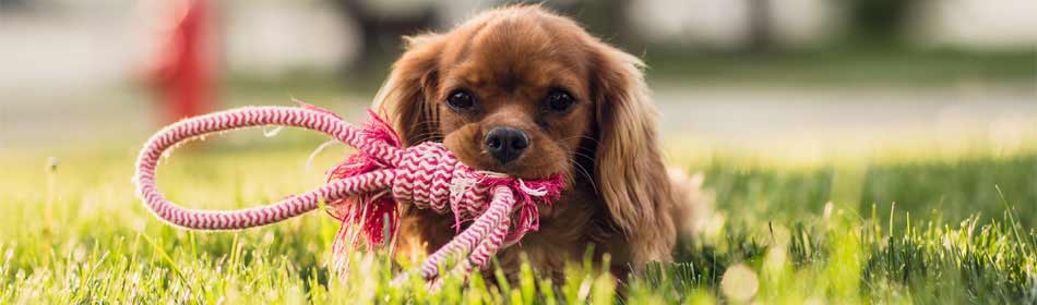 Pet sitters, dog walkers in the Montgomery County, PA area